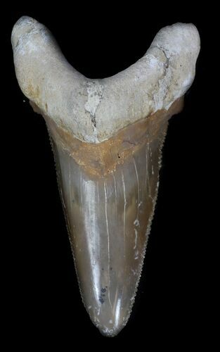 Bargain Auriculatus Shark Tooth - Dakhla, Morocco #35859